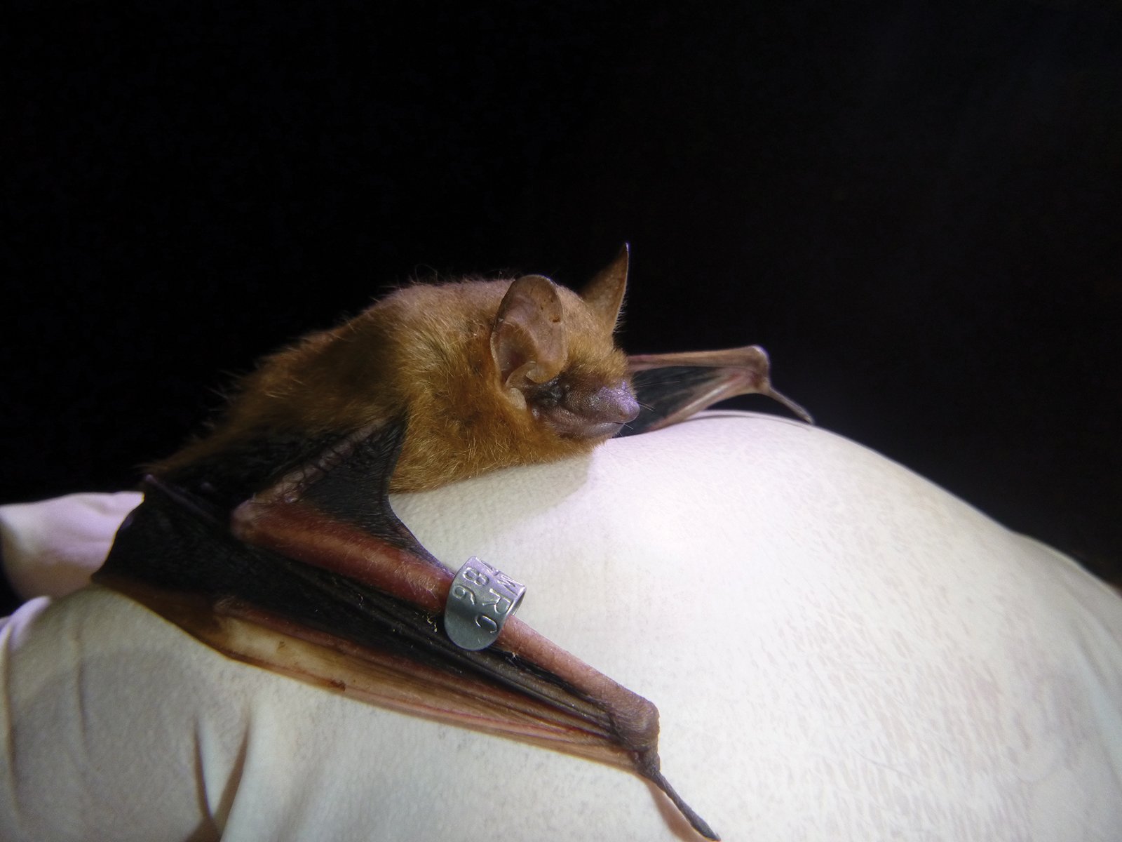 wildlife-bats-highlands-nc-sept