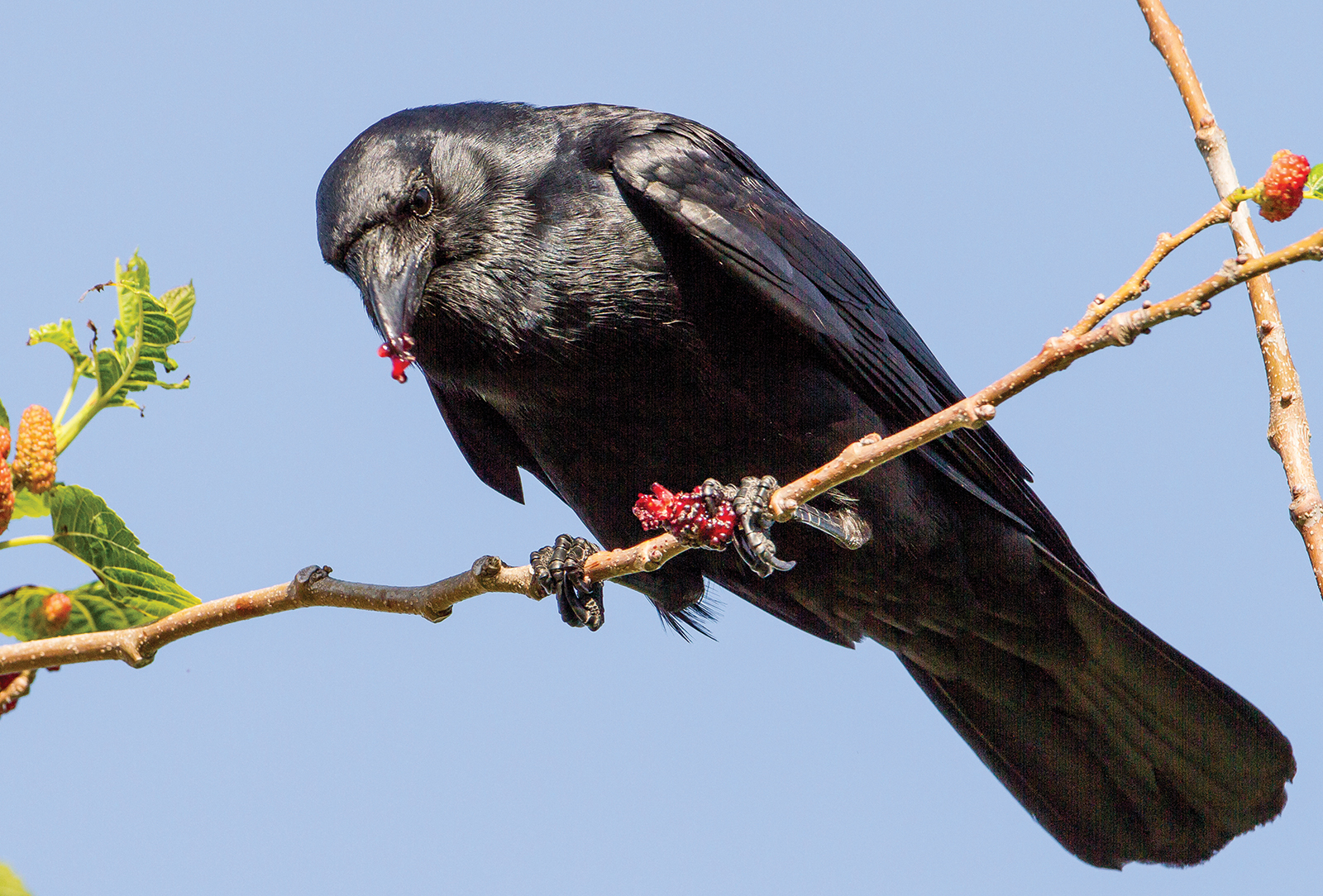 American_Crow-highlands-audubon