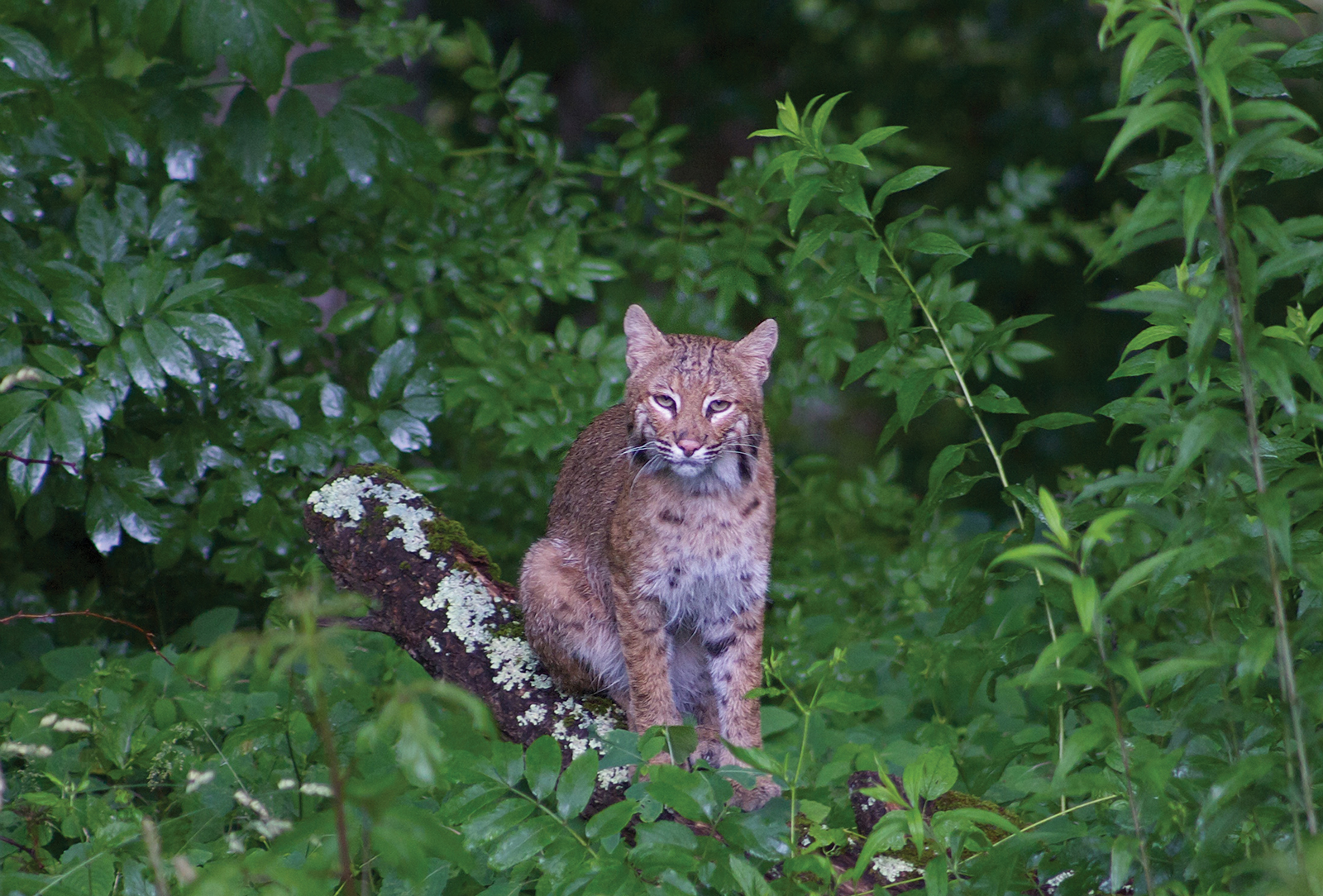 Bobcat-highlands-nc