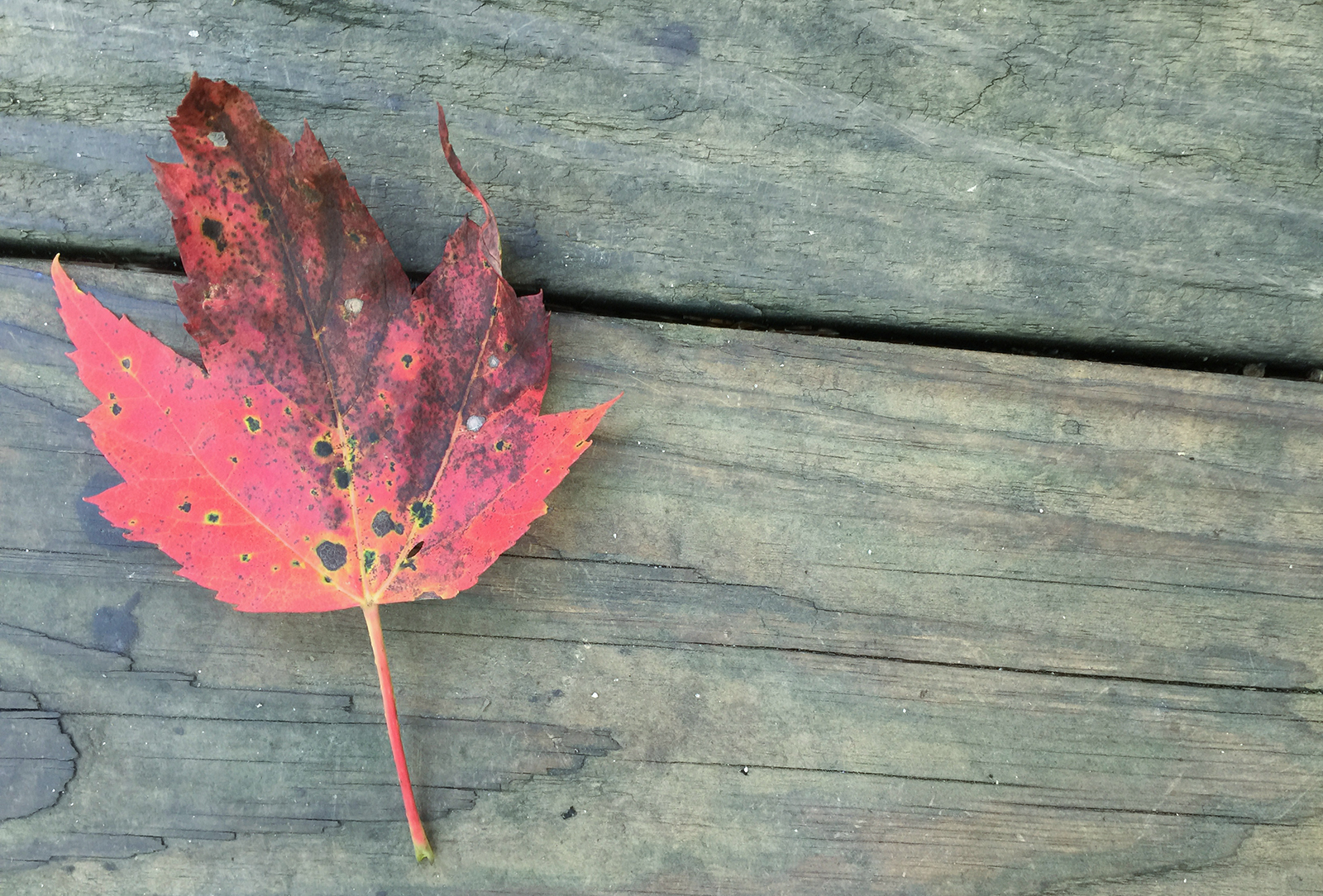 leaf-wood-background