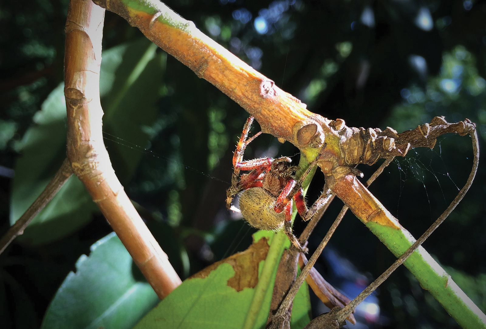 spider-orb-weaver-highlands-nc