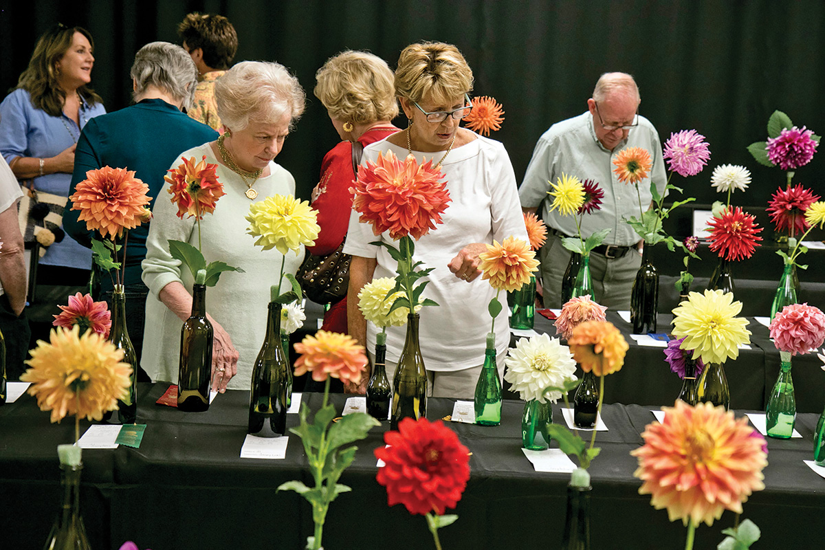 2016l-Dahlia-Festival-highlands-nc