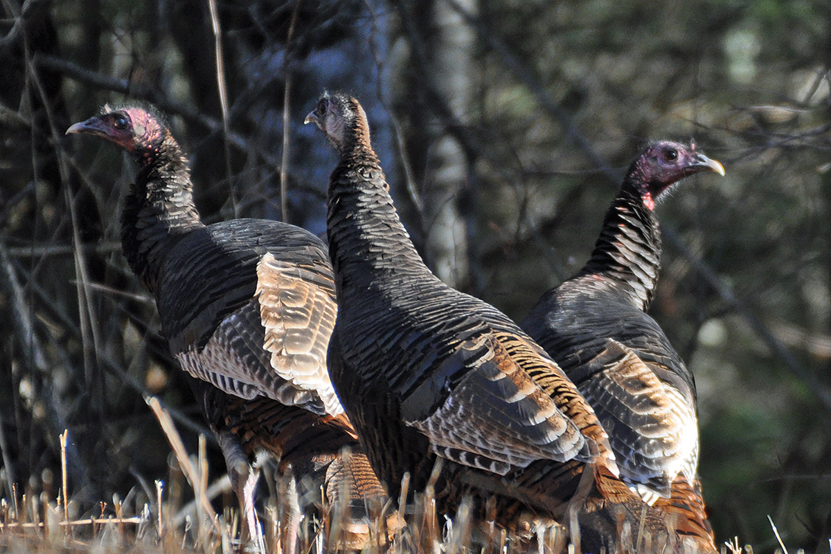 audubon-society-highlands-nc