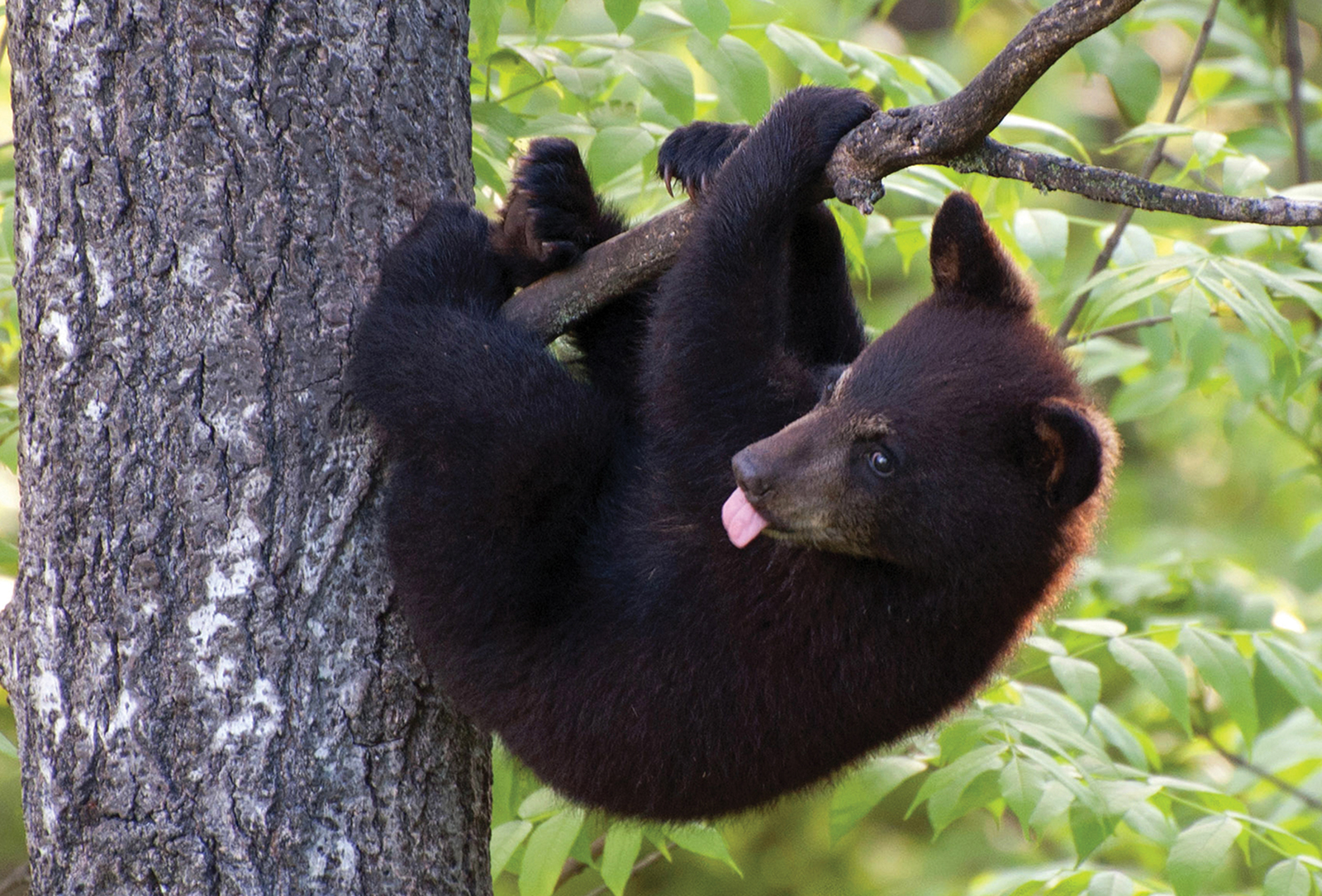 BEAR_matters_highlands_nc