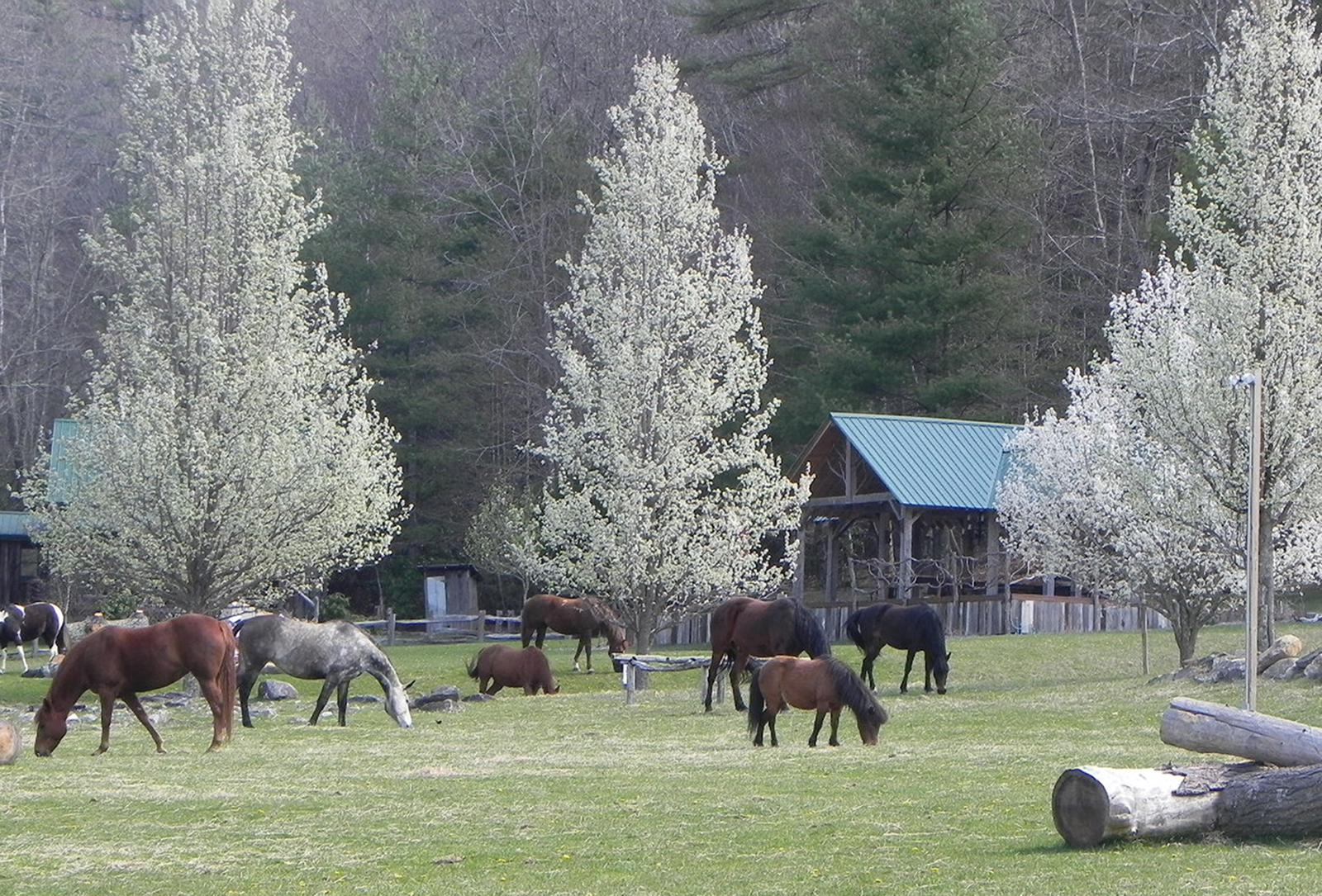 Carpe_Diem_Farms