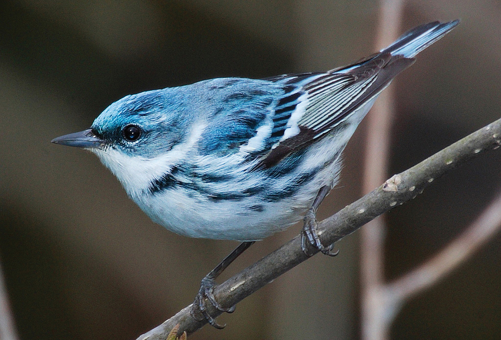 Cerulean_Warbler_WMCommons