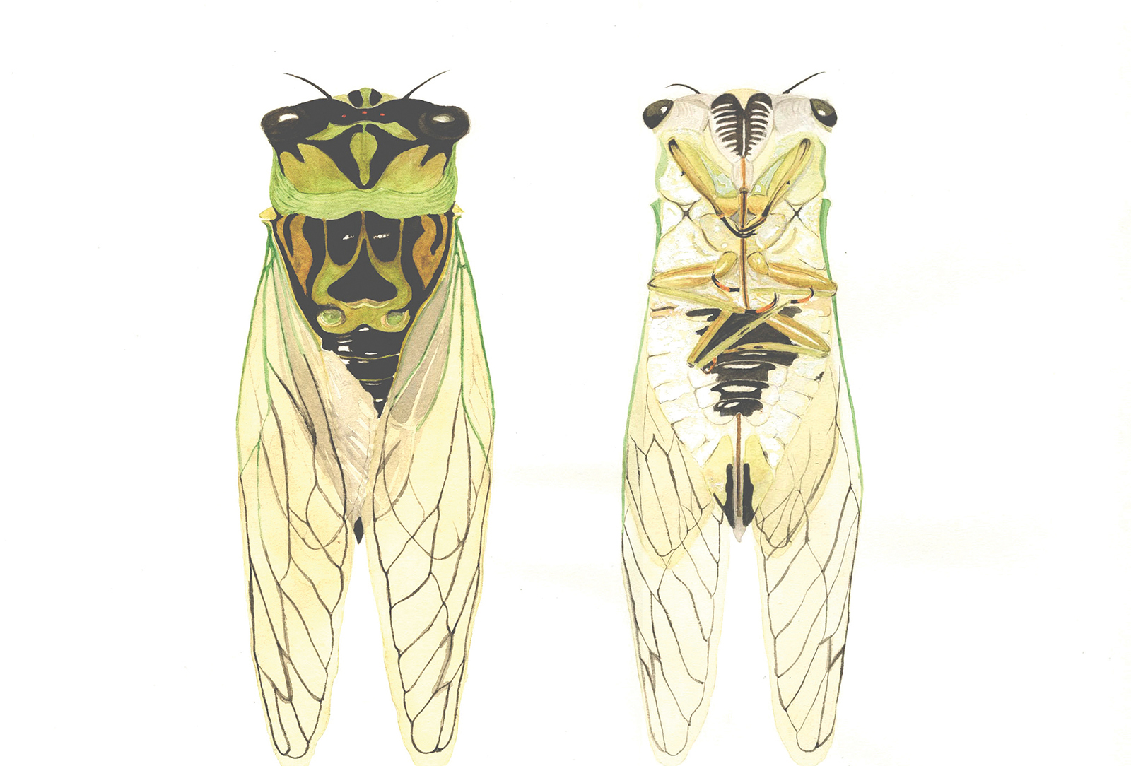 Cicada_Lore_Ruttan_Highlands_NC