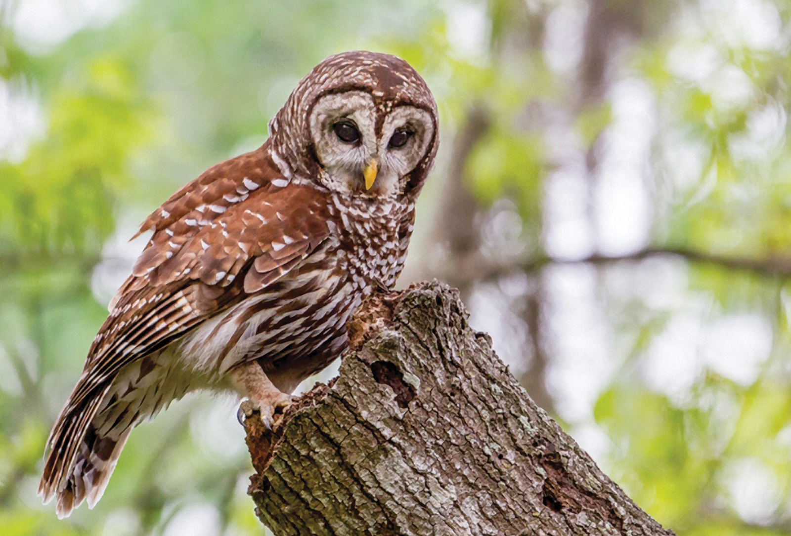 Highlands_Audobon_Barred_Owl