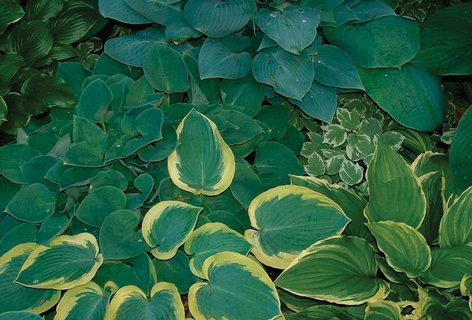 Hostas_Highlands_NC