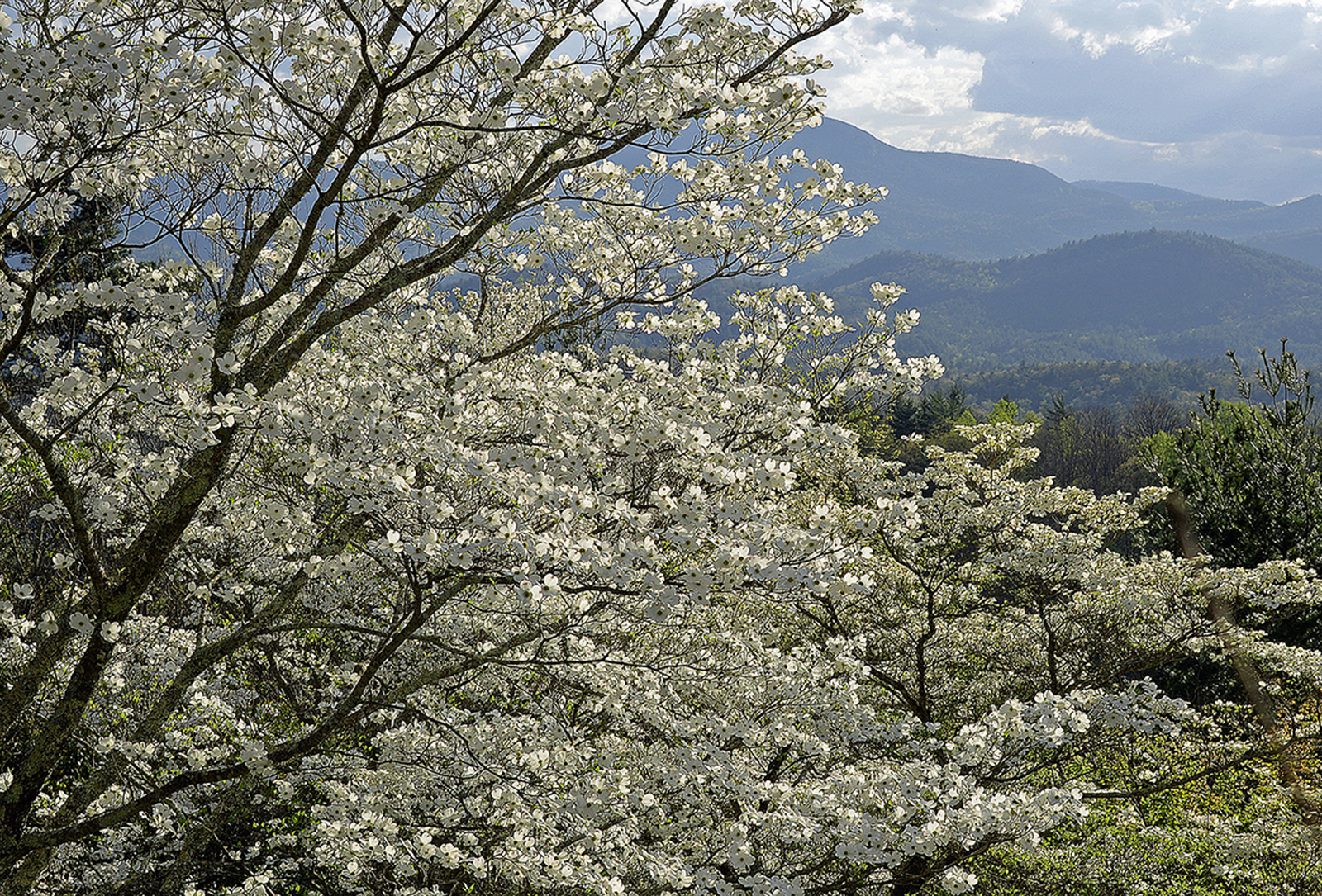 Huie-Dogwoods-peter-ray-cashiers-nc