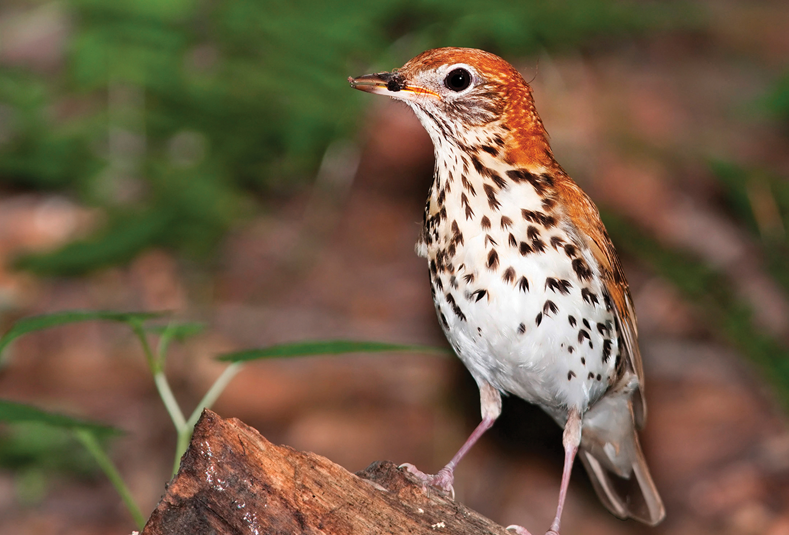 Wood_Thrush_KellyColganAzar_Highlands_NC