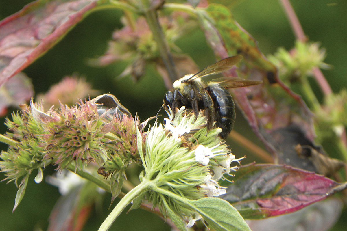 bumble-bee-highlands-cashiers-nc