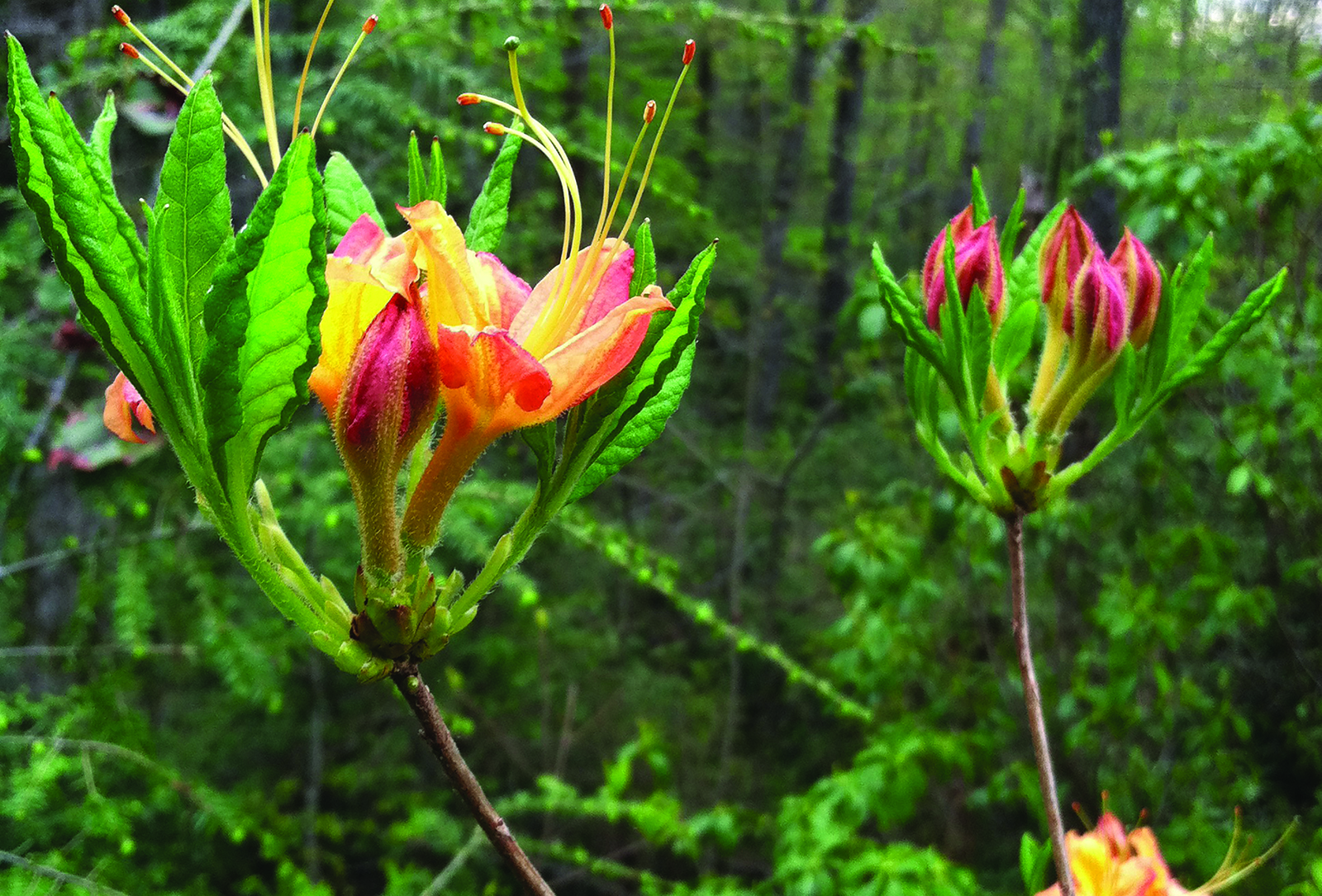 flame_azalea_highlands_north_carolina