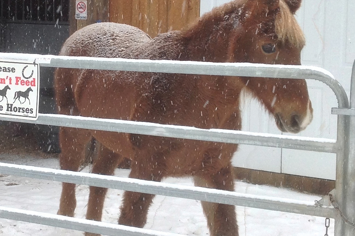 friends-for-life-horse-winter-cashiers-nc