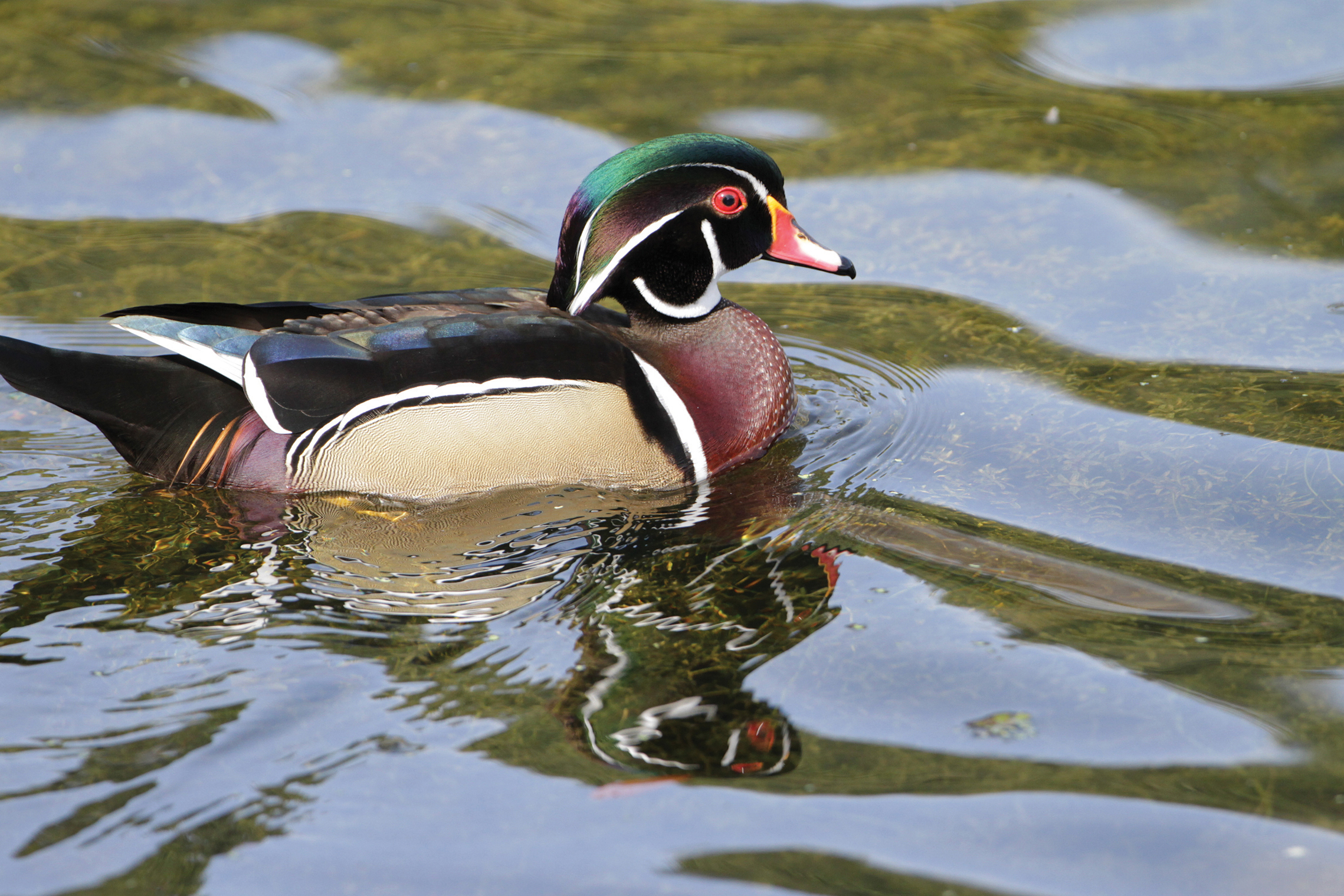 male-wood-duck-highlands-nc