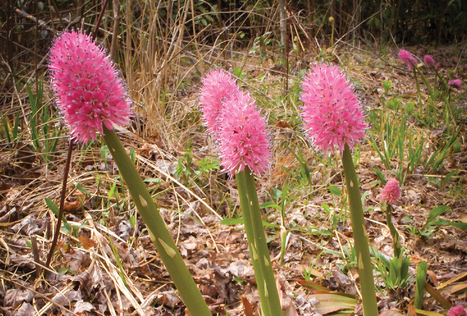 swamp_pink_highlands_biological_station