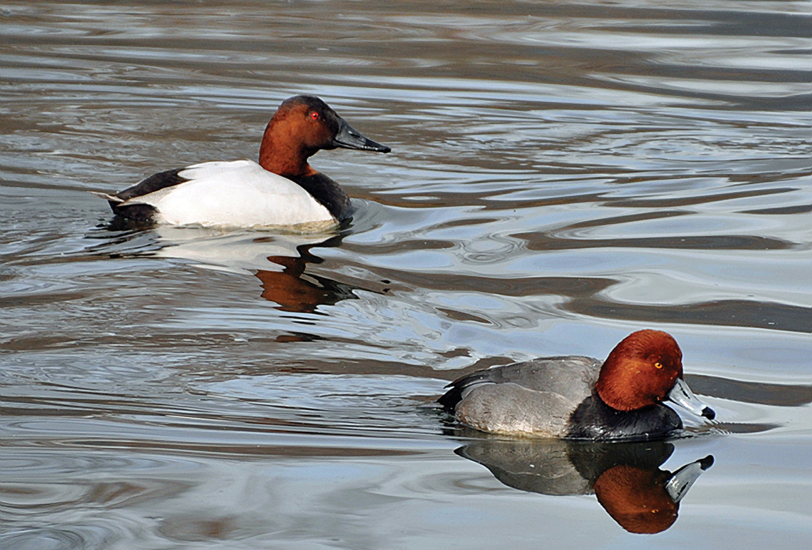 Canvasback-Redhead-Males-audobon-society-highlands-nc