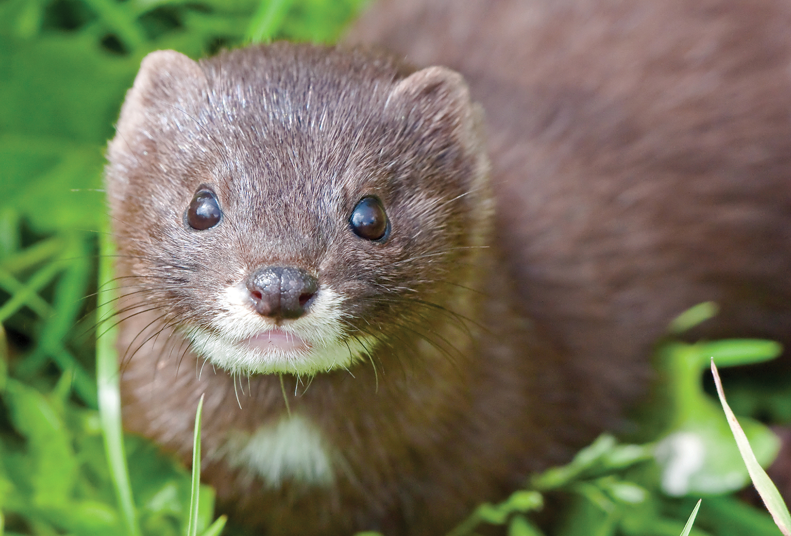 Mink in the Mountains | Laurel Magazine Mink in the Mountains | Laurel Magazine