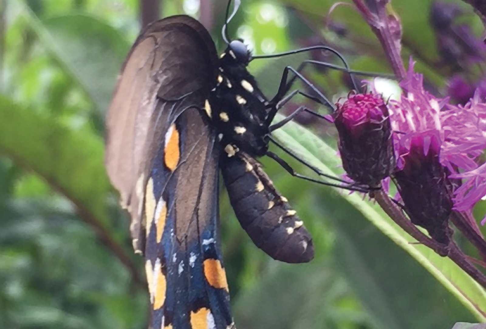 pipevine-swallowtail-highlands-biological-station-nc