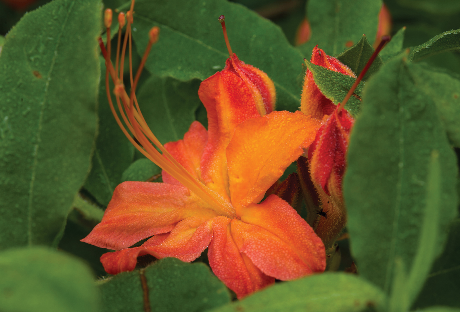 Flame_Azalea_Peter_Ray_highlands_nc