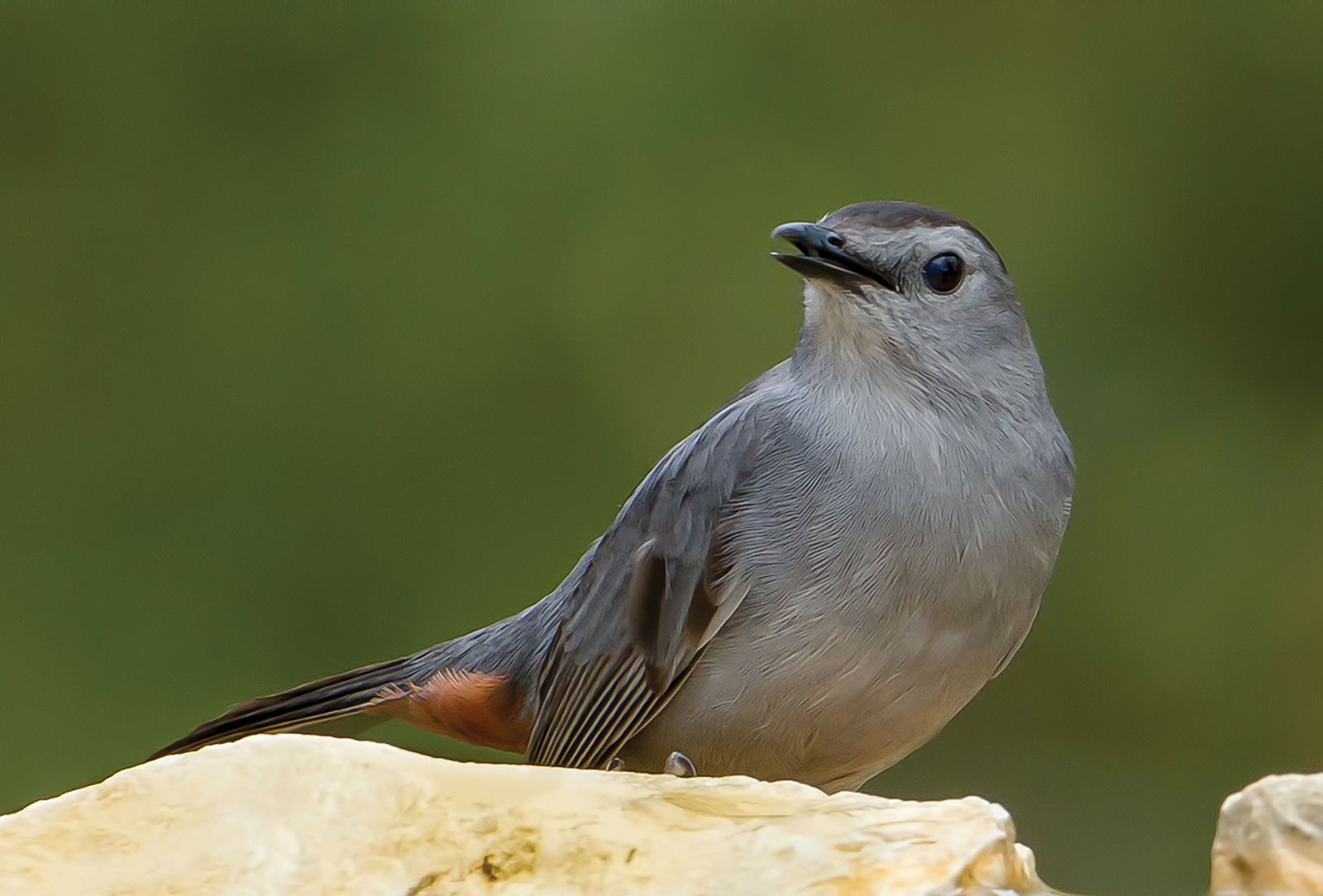 Gray-Catbird-highlands-plateau-nc