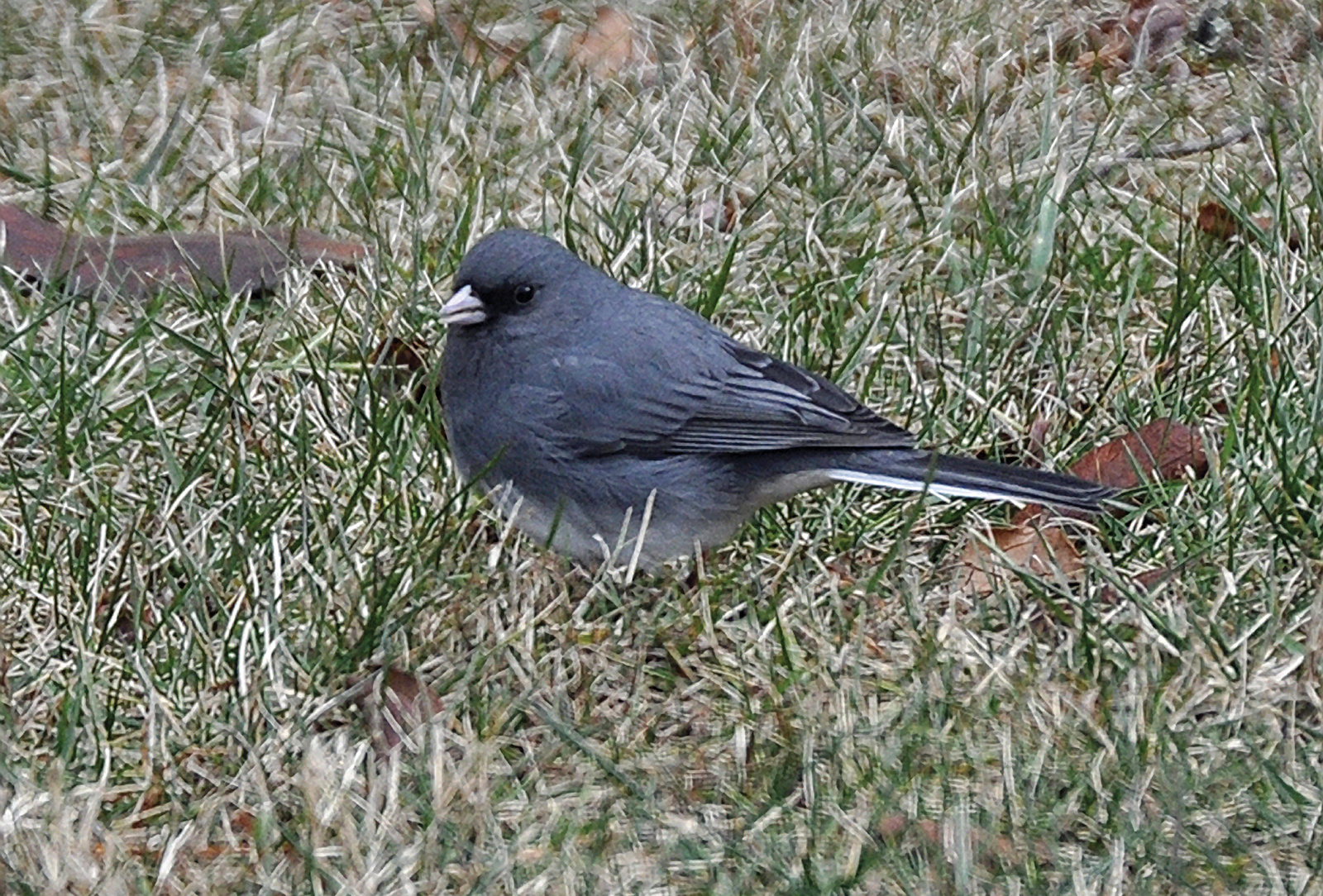 Junco-highlands-plateau-audubon-nc