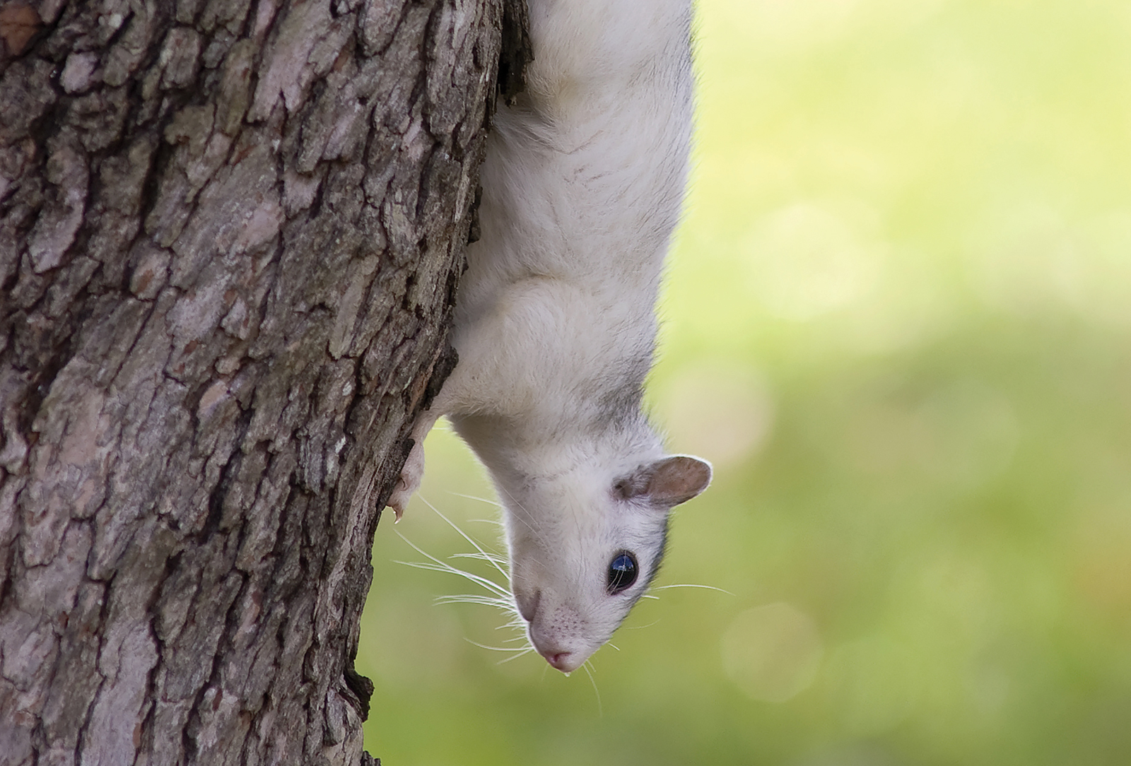 white-squirrel-camera-critter-albert-carlton-library-cashies-nc