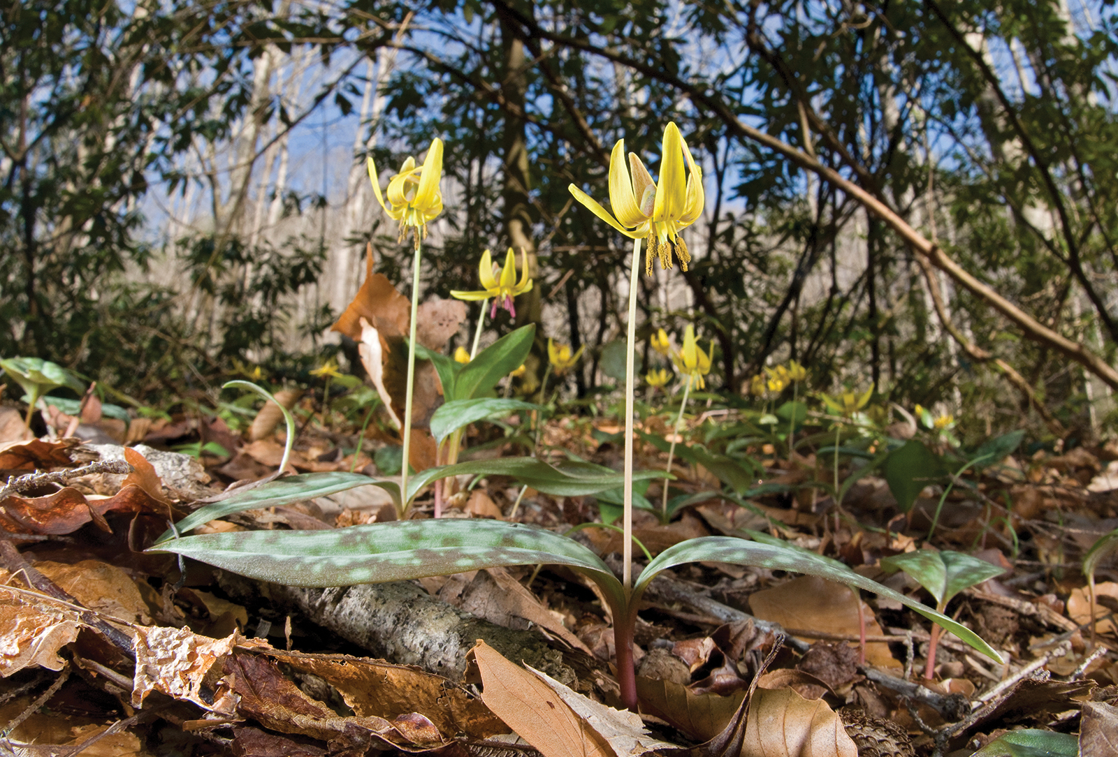 wildflower-whimsy-highlands-biological-station-nc