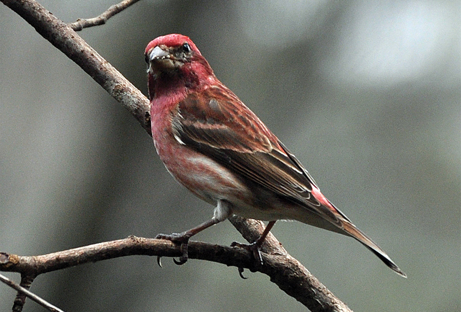 Male-Purple-Finch-highlands-plateau-audubon