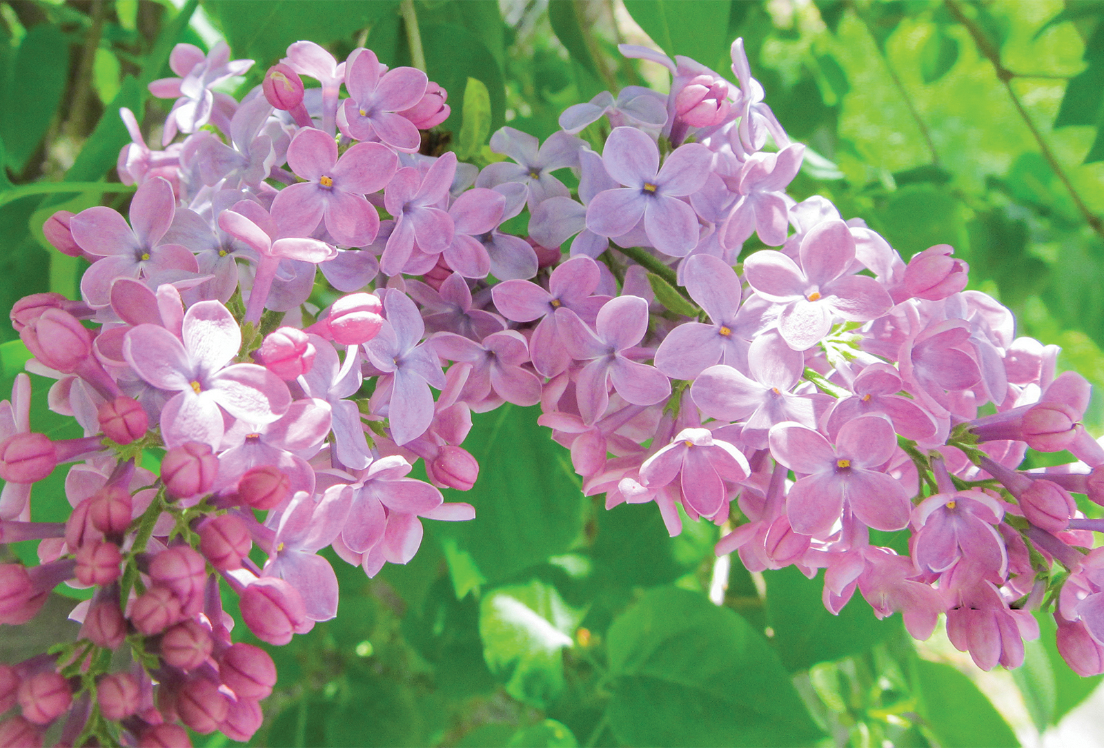 lilac-blooms-cashiers-highlands-nc