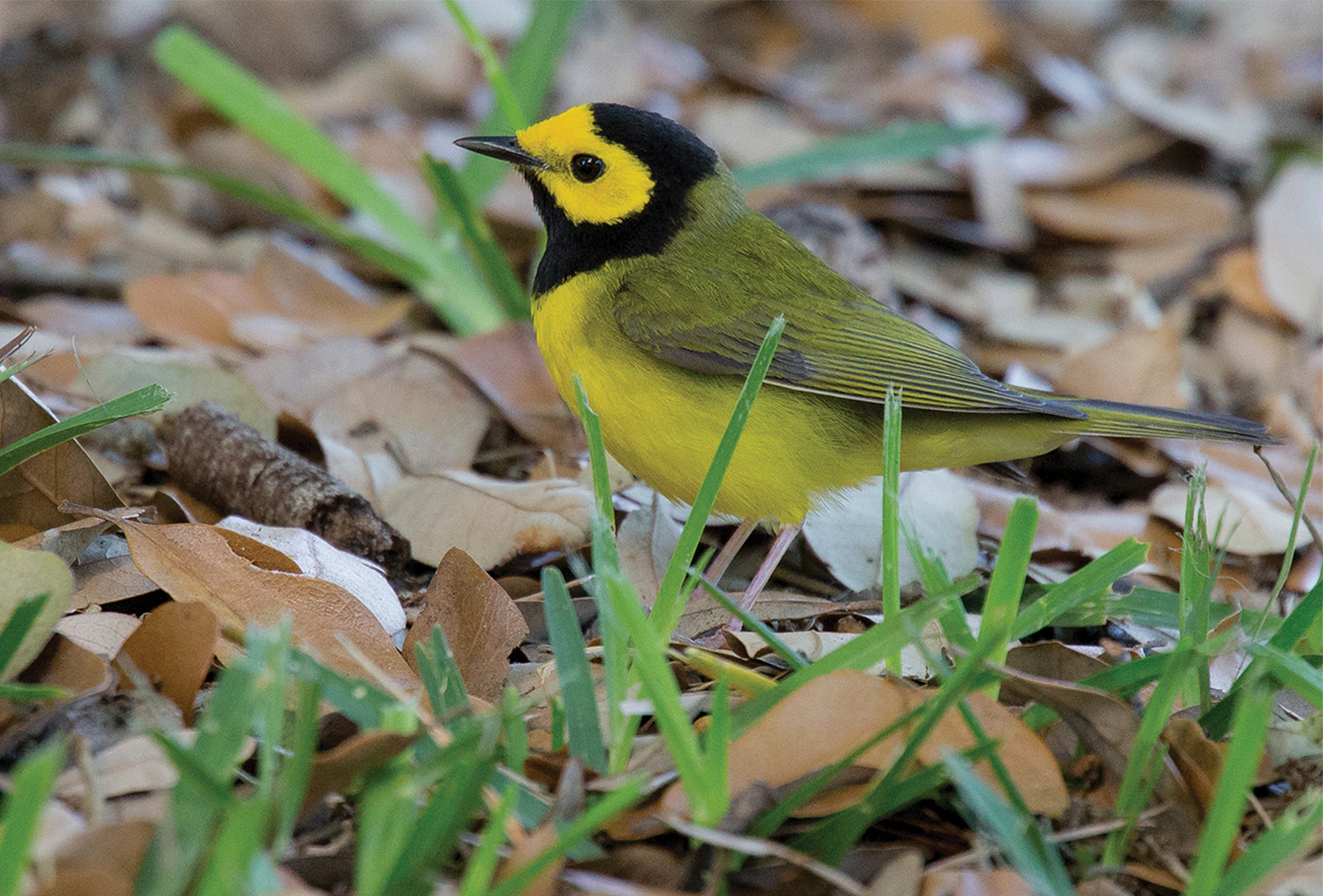 Hooded-Warbler-highlands-audubon-society-nc