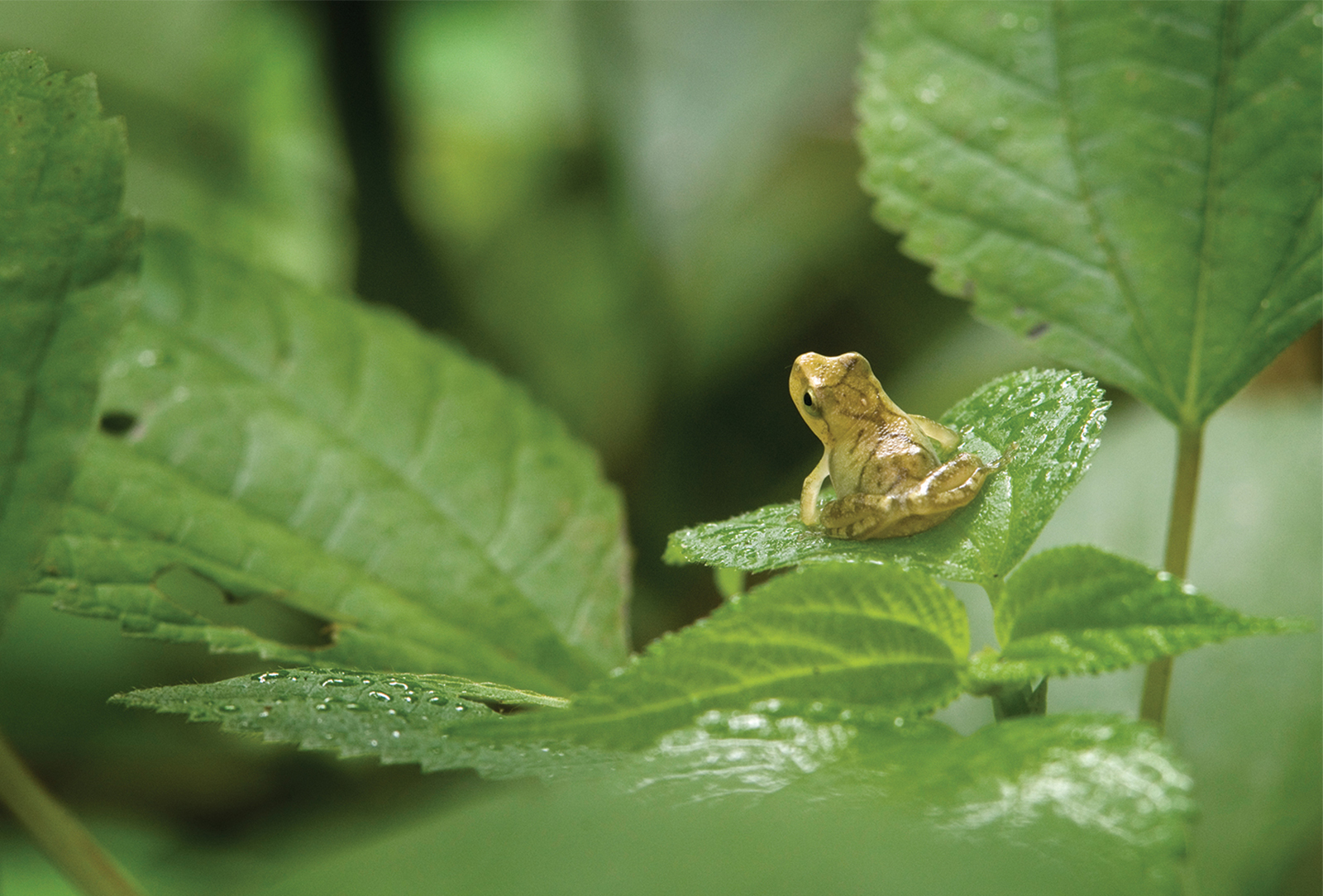 frog-clay-bolt-highlands-nc