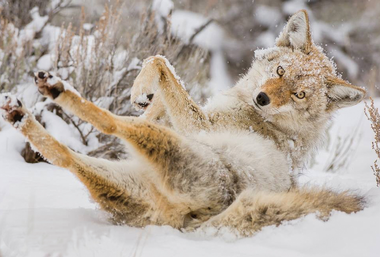 mountain-wildlife-days-Coyote-Bill-Lea