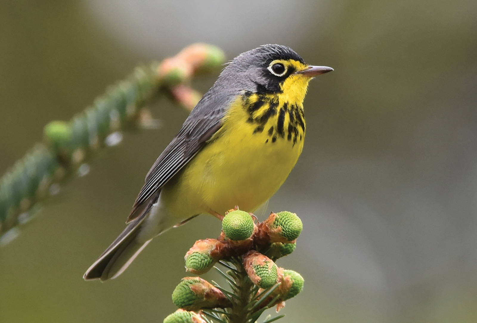 Audubon-Canada-Warbler-Tim-Carstens
