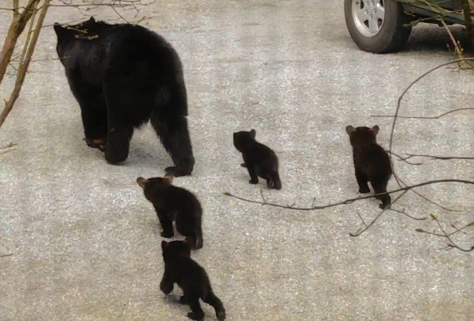 black-bear-western-north-carolina