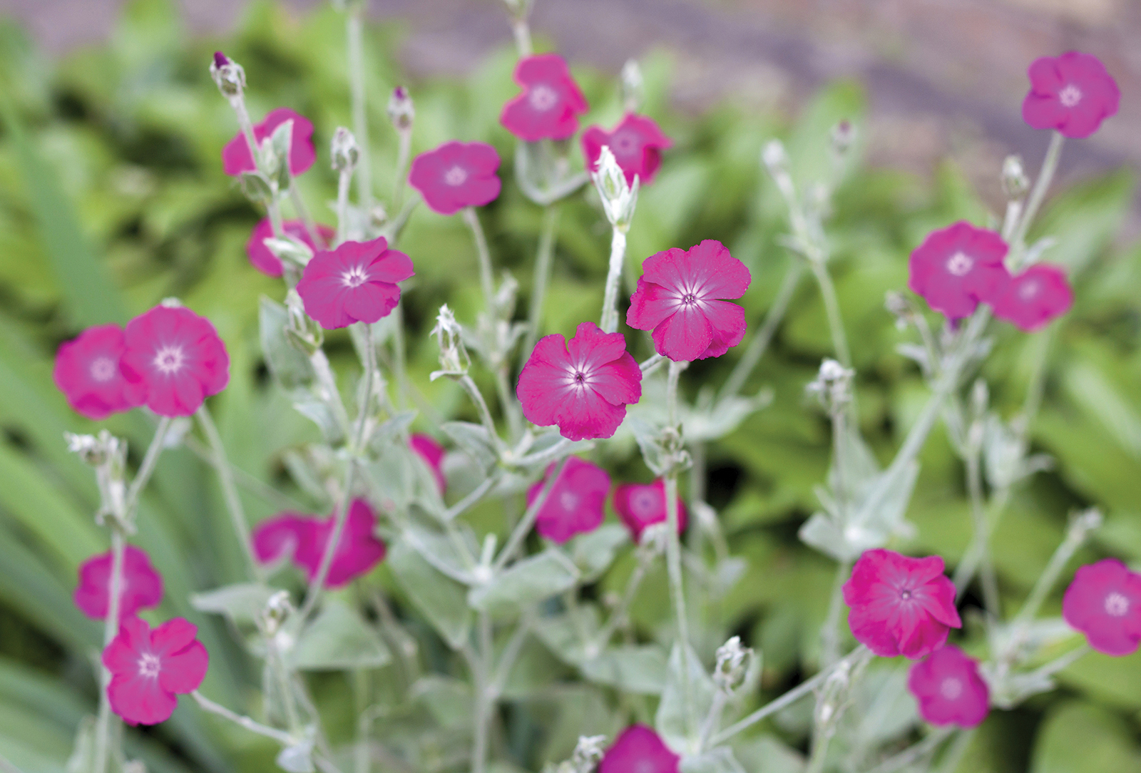 rose-campion-highlands-nc