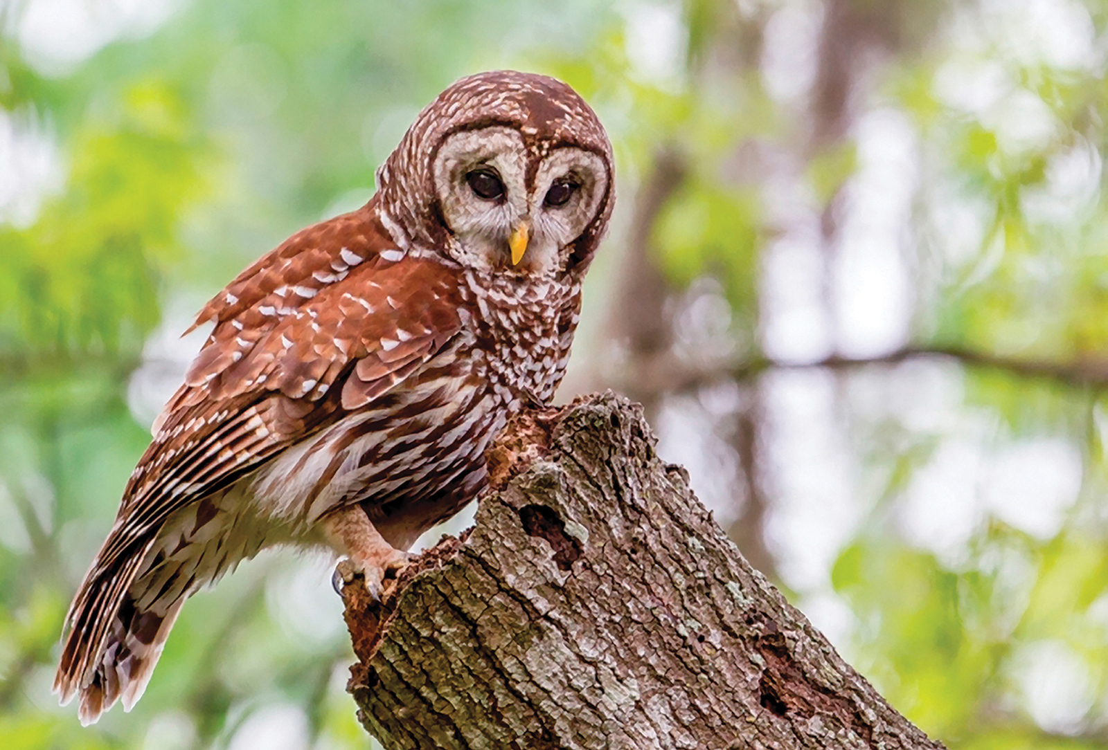 Barred_Owl_Edward_Boos