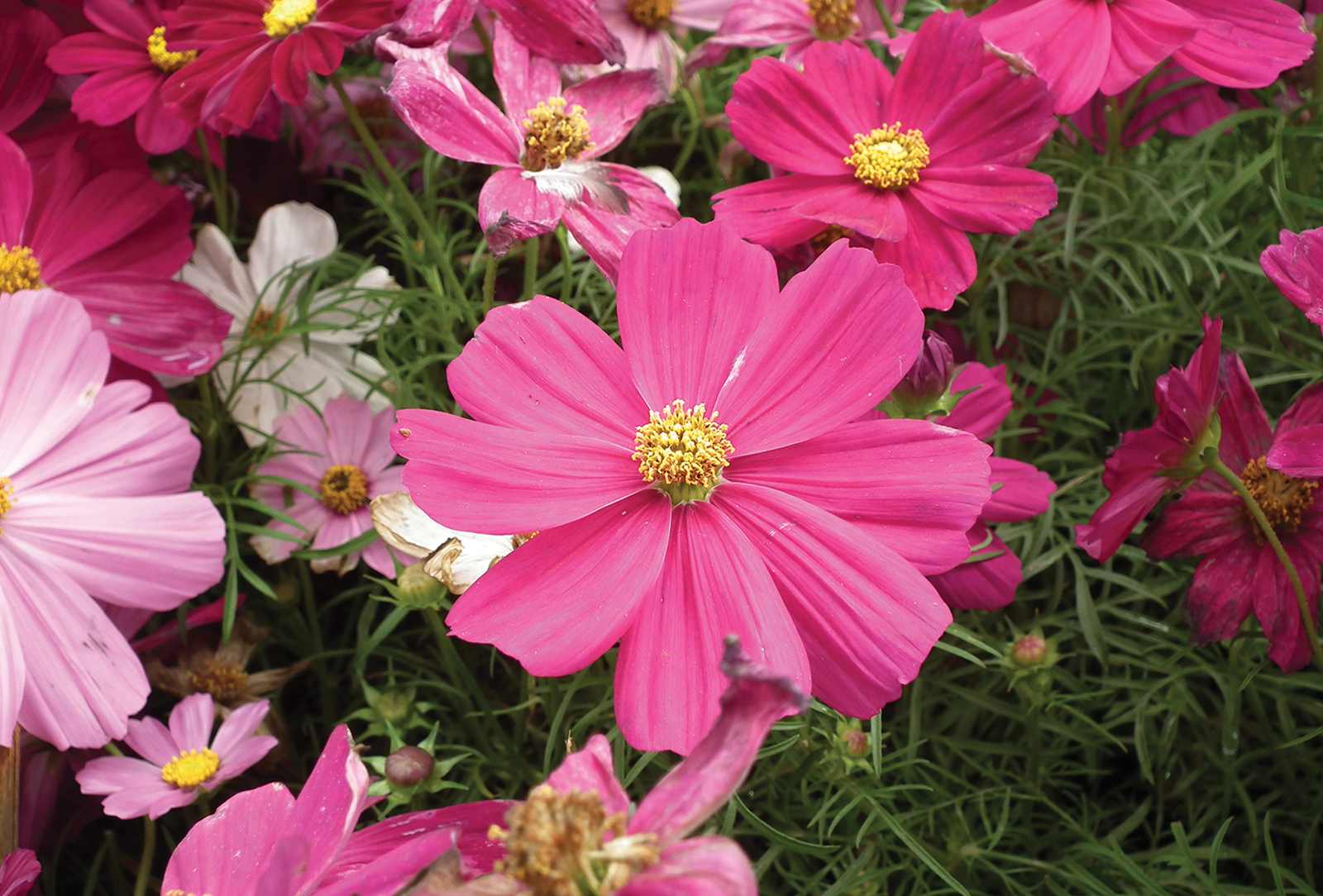 Cosmos-accidental-gardner-highlands-nc