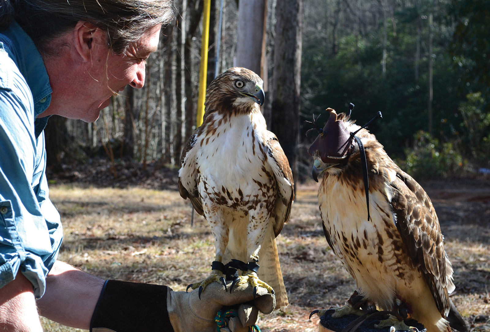 Pete_kipp-wildlife-highlands-nc