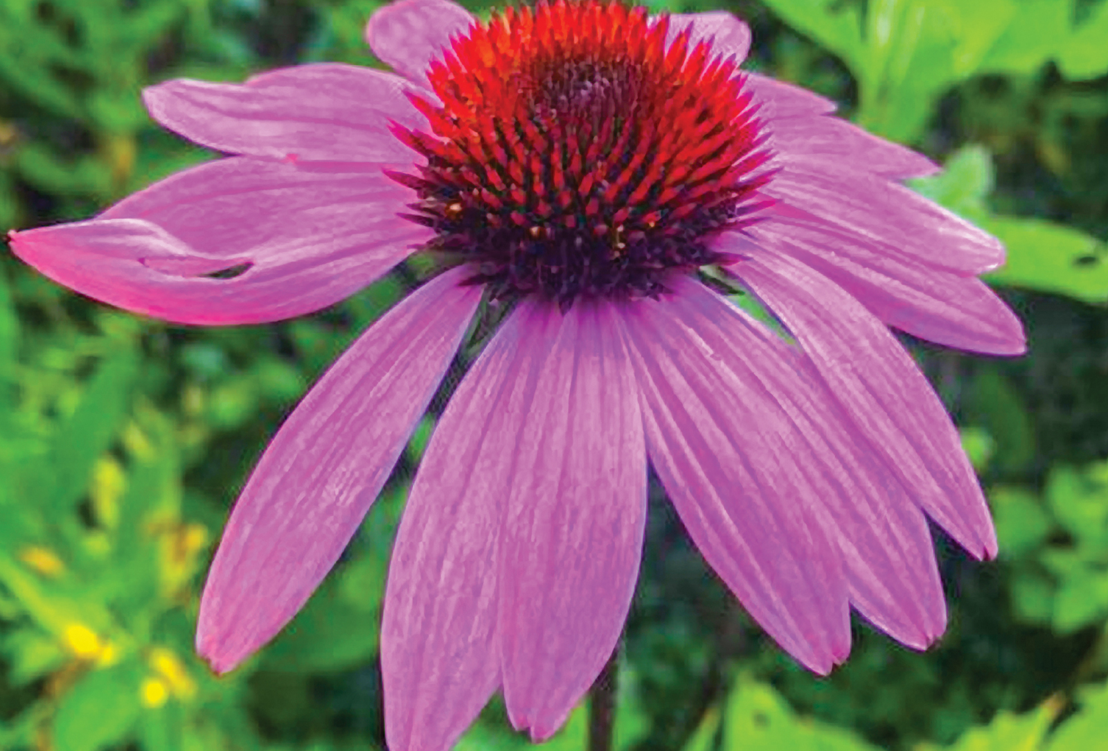 Purple-coneflower