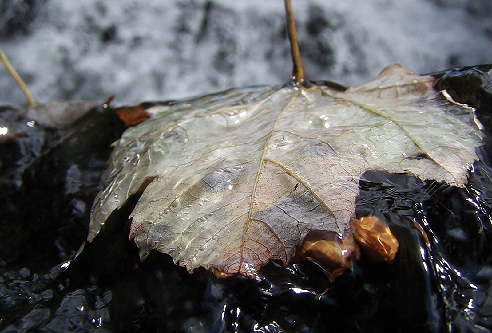 Silver-leaf-falls-Adam-Pletzke-Cashiers-nc