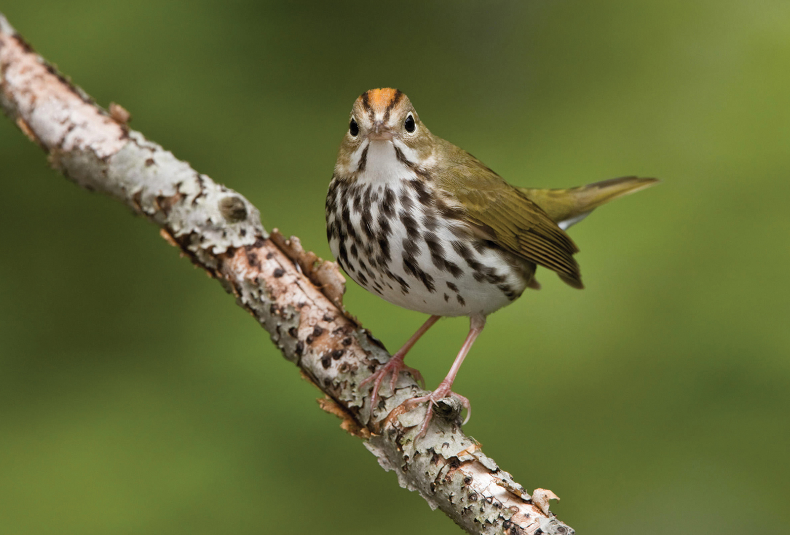 audubon-Ovenbird-Glenn-Bartley-highlands