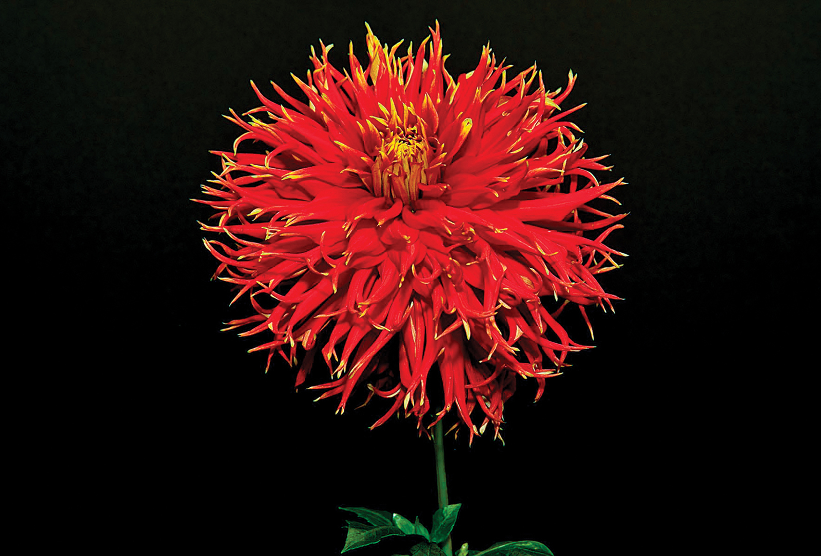 dahlia-festival-highlands-nc-best-in-show-2016