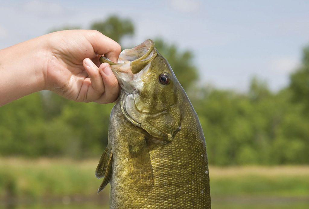 small-mouth-bass
