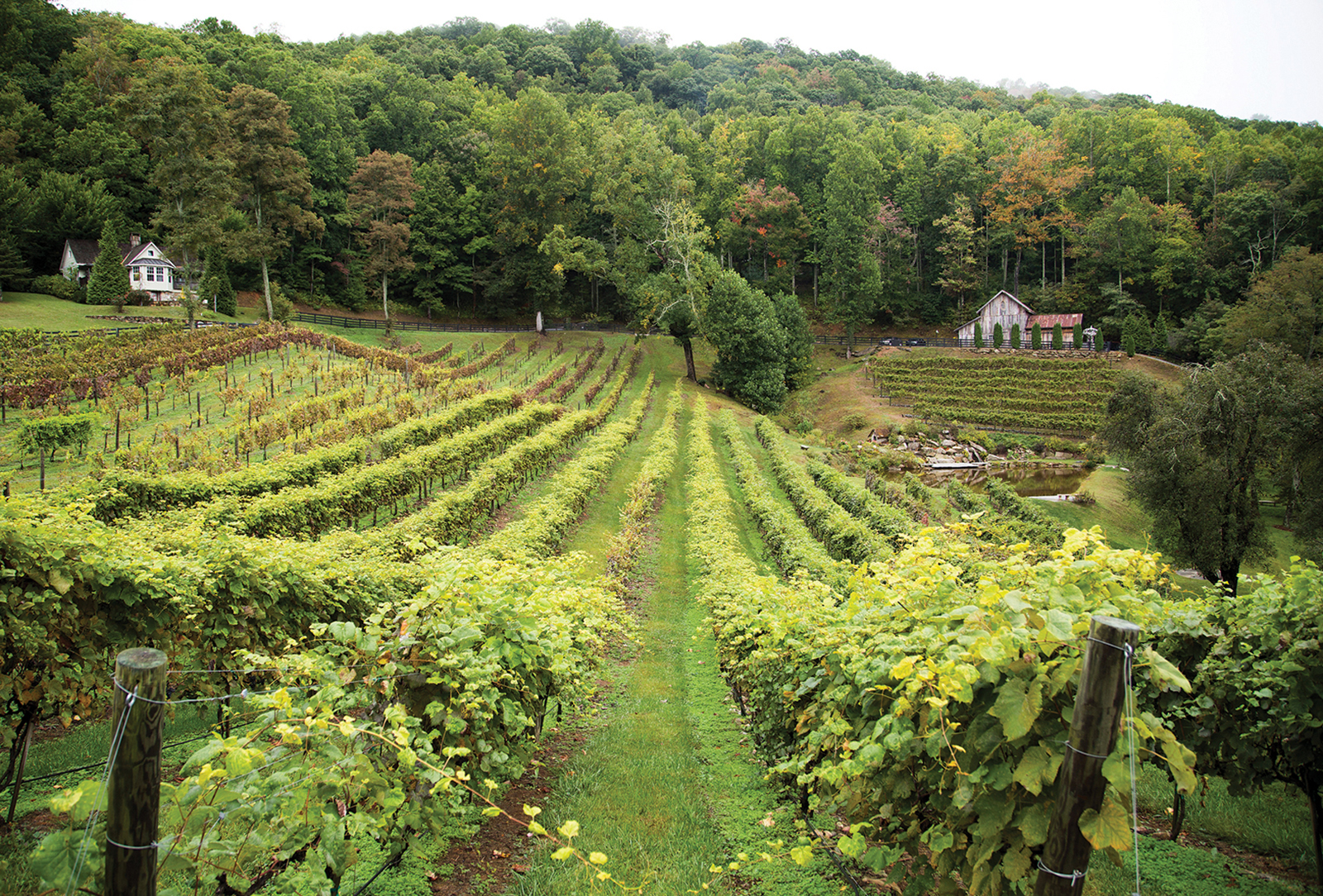 vineyard-at-37-high-holley-highlands-nc