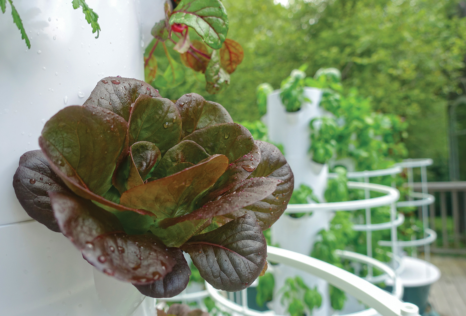 community-garden-highlands-nc