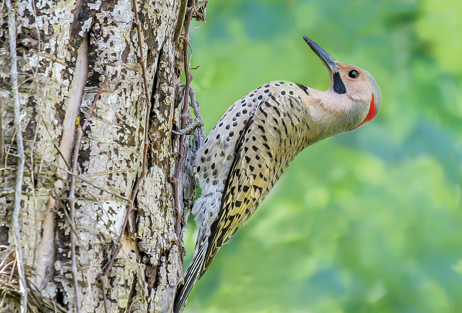 Northern-Flicker-audubon-society-highlands-cashiers-nc