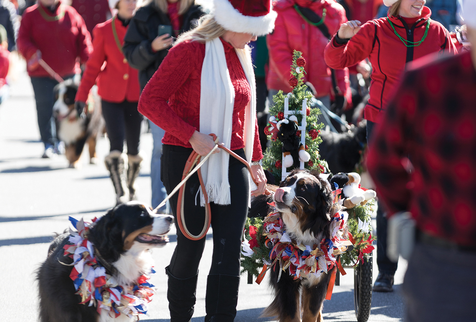 cashiers-christmas-parade-nc-puppies