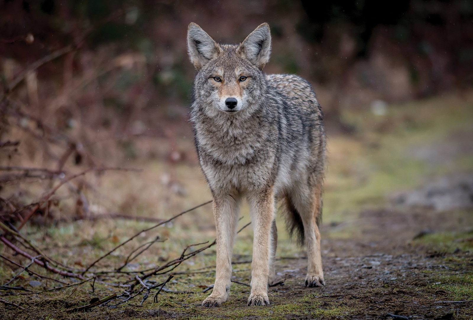 coyote-highlands-cashiers-nc