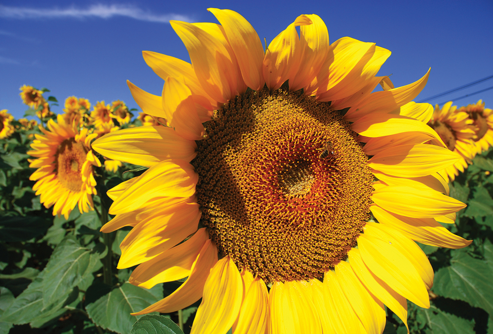 sunflowers-accidental-gardener-highlands-nc